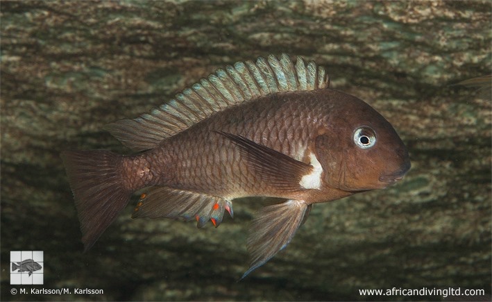 Tropheus moorii 'Kisi Island'